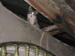 PF6902 - Domestic Short Hair Cat