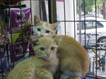 Orange Cats - Domestic Short Hair Cat