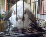 Bubu - Holland Lop Rabbit