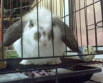 Bubu - Holland Lop Rabbit