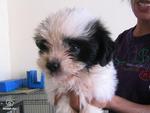 Mixed Tsih Tzu  - Shih Tzu Dog