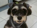 Jack - Schnauzer Dog