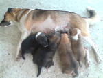 4 puppies were born b4 end of Jul'09