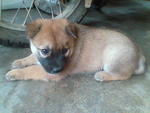 Puppy A (Jumbo) (Adopted by Mr S.K.Raja)