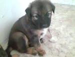 Puppy B (Female) ; tricolour with pufy hair(Adopted)