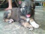 Puppy B  pic 2 (Adopted by Mr.DarylKan 24.11.09)