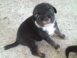 Puppy C (Male) - Adopted By Mr Tong 02.10.09