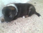 Puppy C pic 2 (Adopted) 