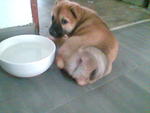 Puppy A (Jumbo) pic 3 (Adopted)