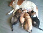 Puppies with their fostering mum Yu Yu