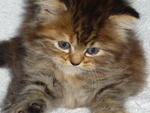 PF6949 - Domestic Long Hair Cat