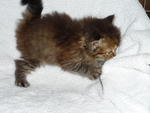 PF6949 - Domestic Long Hair Cat