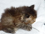 PF6949 - Domestic Long Hair Cat