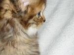 PF6949 - Domestic Long Hair Cat