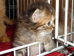 PF6949 - Domestic Long Hair Cat