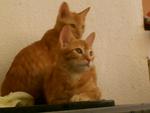 Alvin &amp; Bobo - Domestic Short Hair Cat