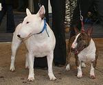 Miniature Bull Terrier - Bull Terrier Dog