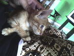 Dexter during 1st week @ new home...