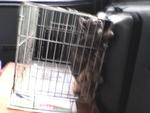 On the way to their new home.. =) Nervous...