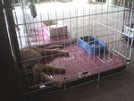 Getting a rest after neuter... 231209