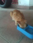 Dexter's eating :) [January 2011]