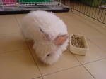 Kuchi - Jersey Wooly Rabbit