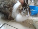 Ellie - Angora Rabbit Rabbit