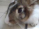 Ellie - Angora Rabbit Rabbit