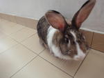 Ellie - Angora Rabbit Rabbit