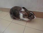 Ellie - Angora Rabbit Rabbit