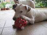 Jrt~toni - Jack Russell Terrier Dog