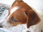 Jrt ~ Maggie - Jack Russell Terrier Dog