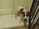 Jrt ~ Maggie - Jack Russell Terrier Dog