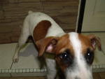 Jrt ~ Maggie - Jack Russell Terrier Dog