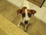 Jrt ~ Maggie - Jack Russell Terrier Dog