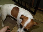 Jrt ~ Maggie - Jack Russell Terrier Dog