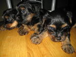 * Yorkshire Terrier Puppies * - Yorkshire Terrier Yorkie Dog