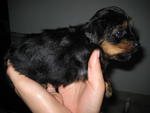 * Yorkshire Terrier Puppies * - Yorkshire Terrier Yorkie Dog