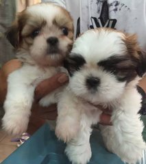 Shih Tzu - Small Size Thick Coat - Shih Tzu Dog