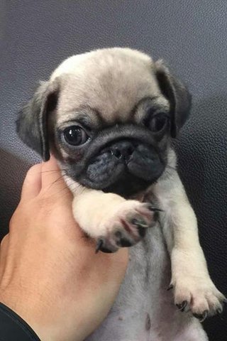 Pug - Cute Quality - Pug Dog