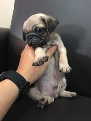 Pug - Cute Quality - Pug Dog