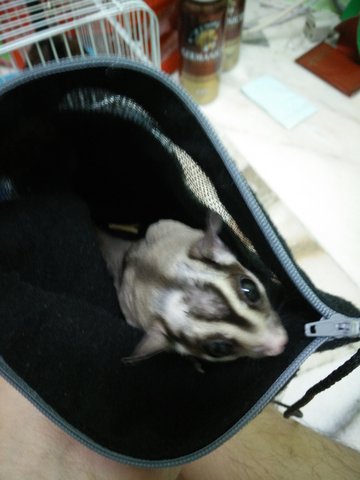 Ami The Sugar Glider - Sugar Glider Small & Furry