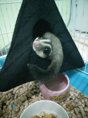 Ami The Sugar Glider - Sugar Glider Small & Furry