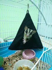 Ami The Sugar Glider - Sugar Glider Small & Furry