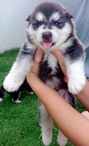 Mals Babies - Alaskan Malamute Dog