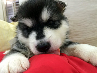 Mals Babies - Alaskan Malamute Dog