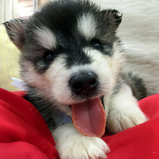 Mals Babies - Alaskan Malamute Dog