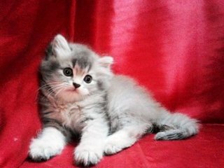 Persian Gray Kitten - Persian Cat