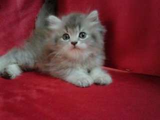 Persian Gray Kitten - Persian Cat