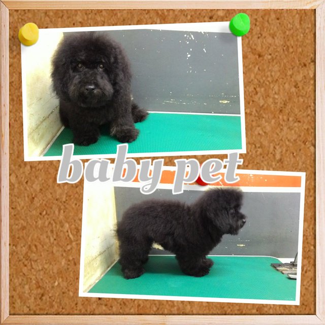 Toy Poodle - Poodle Dog